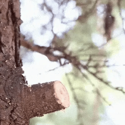 Serra Japonesa Profissional Para Madeira Poda De Galhos Dobrável